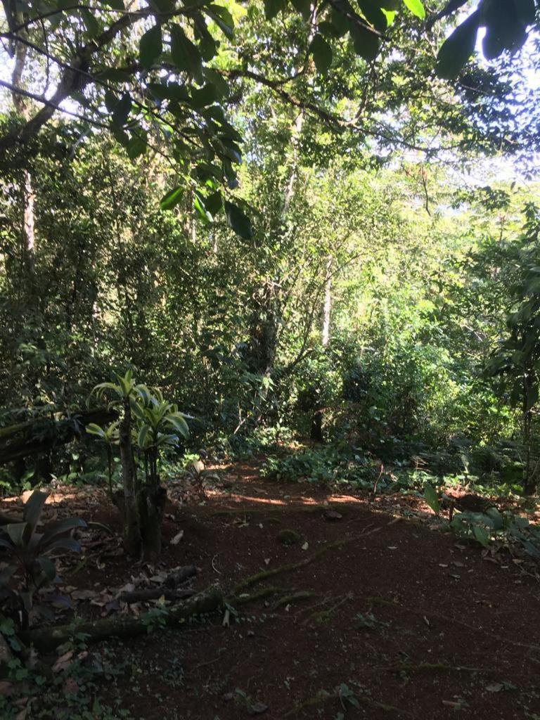 Green Mountain And Lodge Turrialba Exterior photo